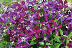 purple flowered vine