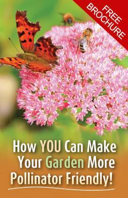 How you can make your garden more pollinator friendly